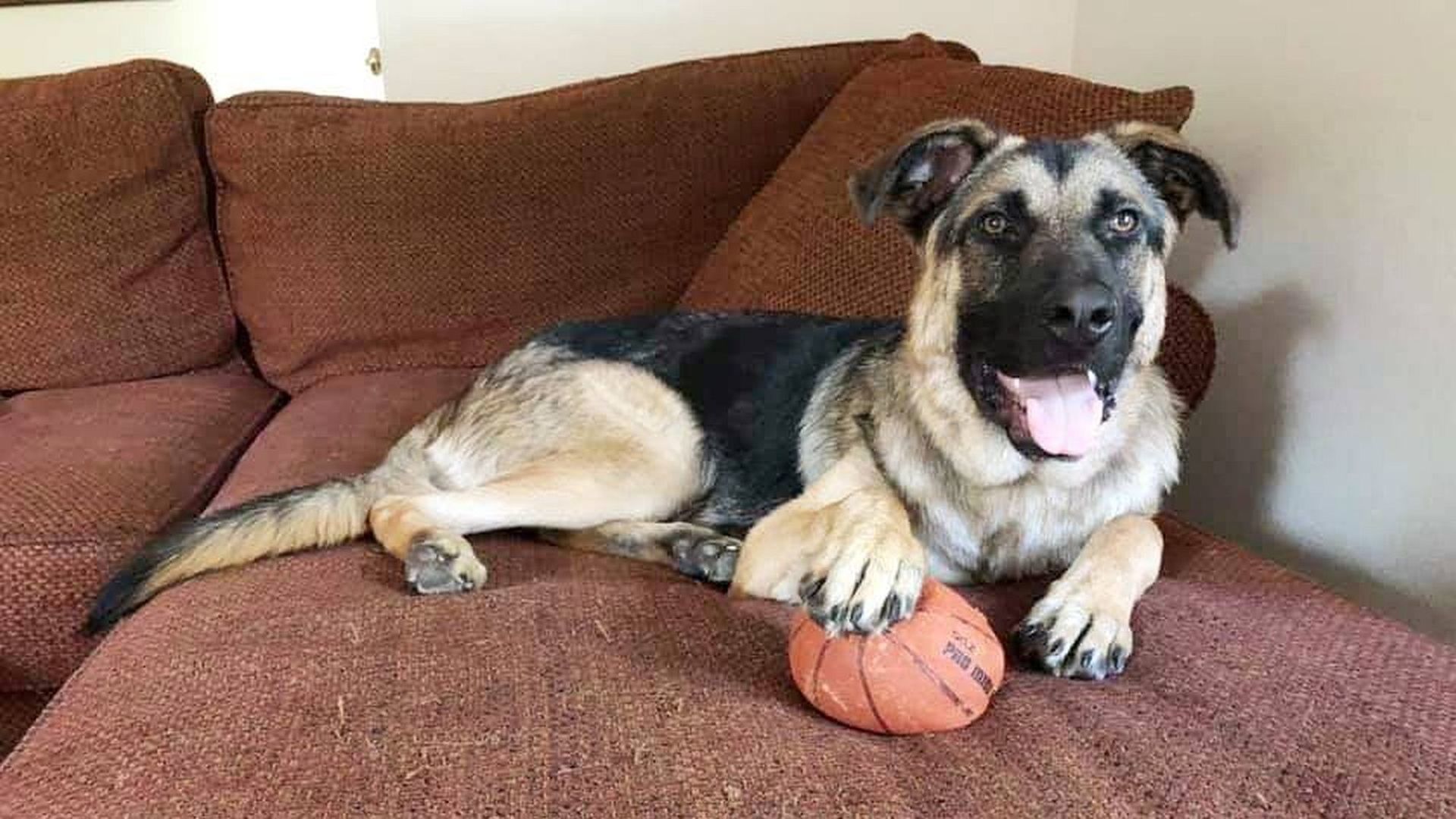 Adopt a Pet | Atticus